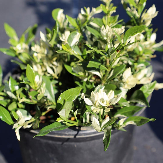 1 gallon variegated gardenia radicans