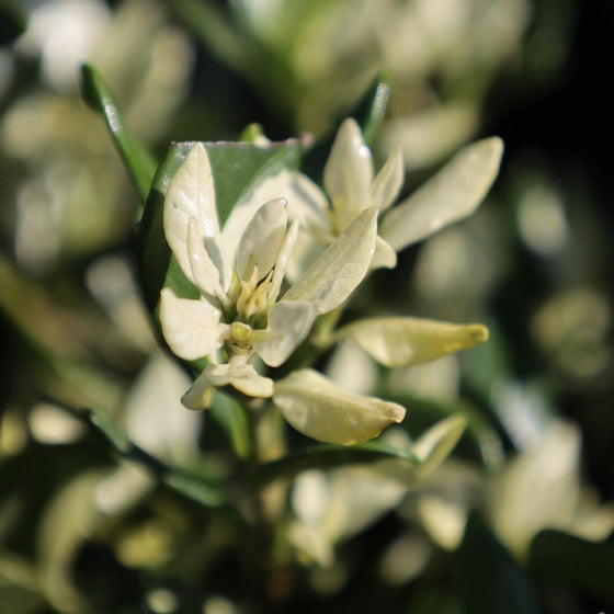 variegated gardenia close up