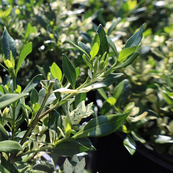 variegated foliage on gardenia radicans