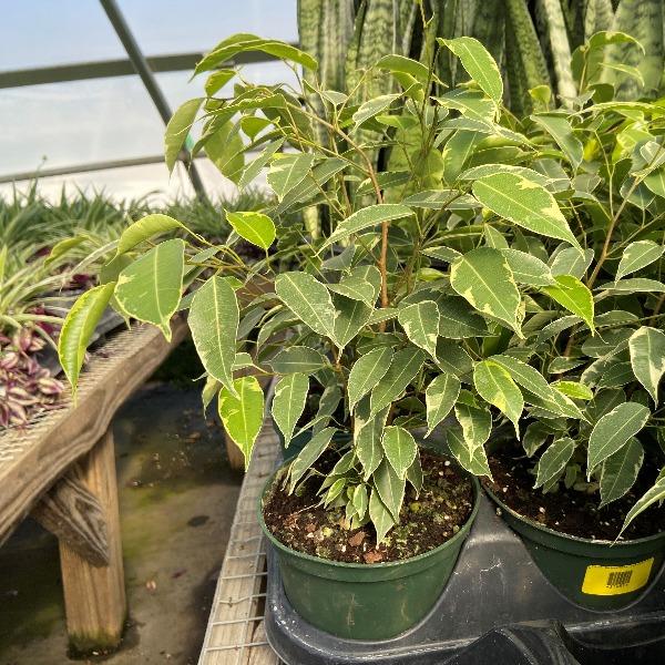 Buy Variegated Ficus Benjamina Online