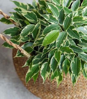 Variegated Ficus benjamina