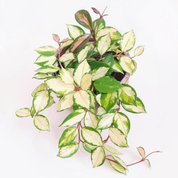 Buy Variegated Hoya Carnosa Plants | Garden Goods Direct