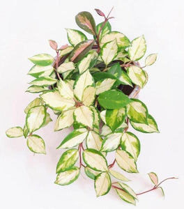 Variegated Hoya Carnosa