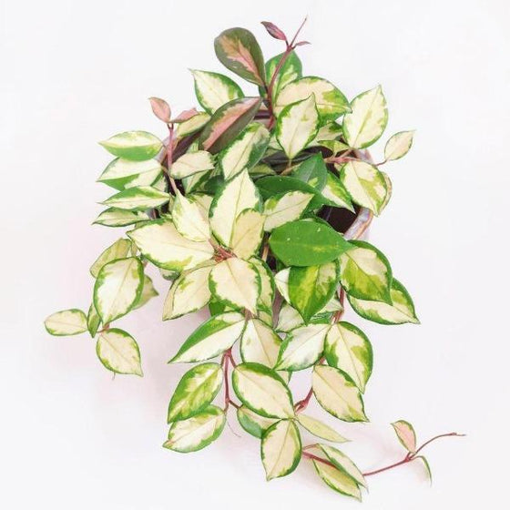 variegated hanging plants Buy Variegated Hoya Carnosa Plants