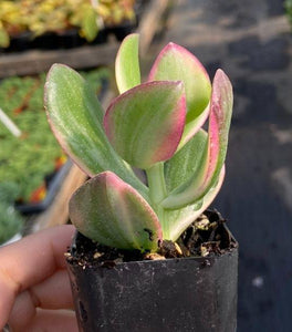 Variegated Jade Plant