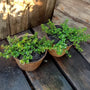 Variegated Lemon Thyme growing in a sunny patio container with culinary herbs