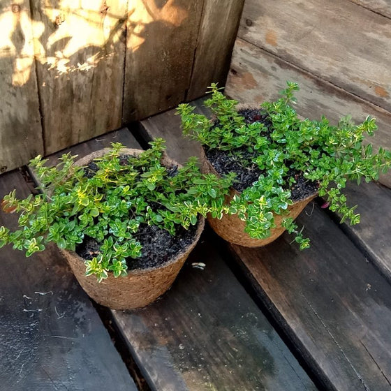 Variegated Lemon Thyme growing in a sunny patio container with culinary herbs