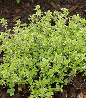 Variegated Lemon Thyme
