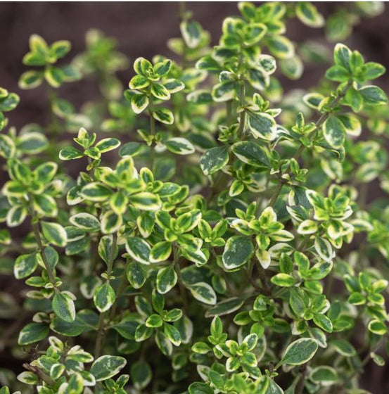 Variegated Lemon Thyme