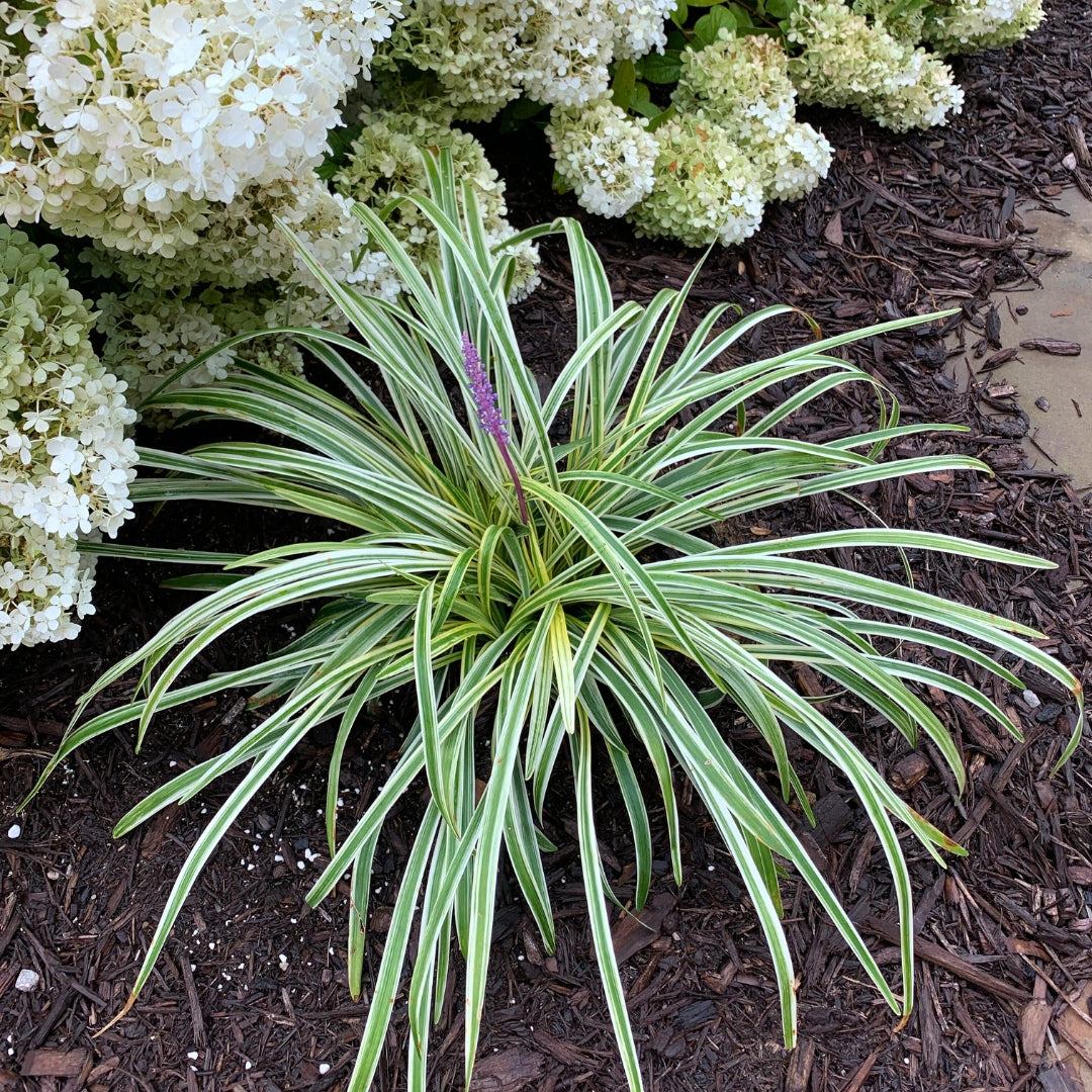 liriope indoor plant Liriope 'Variegated' (Lily Turf Grass)