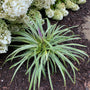 Variegated liriope planted along a bed of hydrangeas