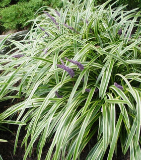 Variegated Liriope