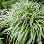 Evergreen clumping habit of Variegated Liriope with arching striped foliage and compact form.