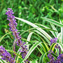 Variegated Liriope has striped grass-like foliage and purple blooms