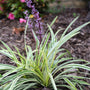 Close-up of Variegated Liriope flower spikes showing lavender-purple blooms above variegated leaves.