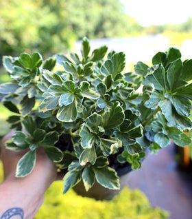 Variegated Pachysandra