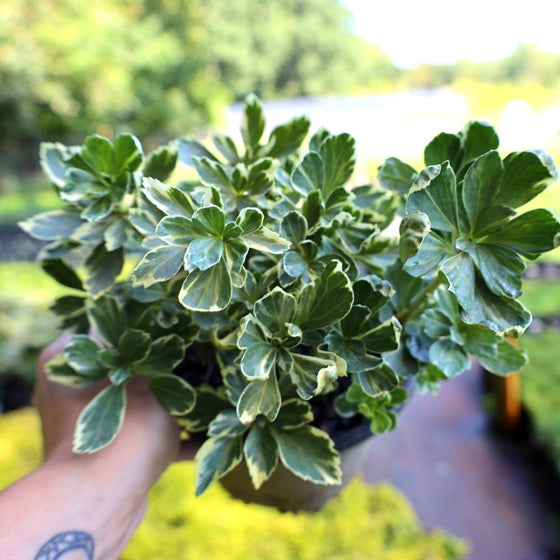 variegated pachysandra groundcover