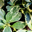 variegated pachysandra close up