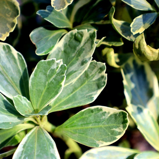 variegated pachysandra close up
