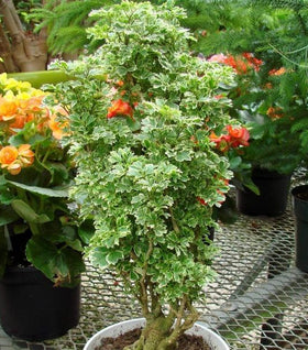 Variegated Parsley Aralia