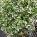 bushel of Variegated Parsley Aralia with green and cream colors