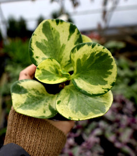 Variegated Peperomia
