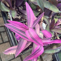 pink and purple variegated purple queen plant