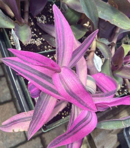 Variegated Purple Queen Plant