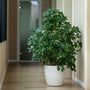 full grown umbrella tree plant in a white pot