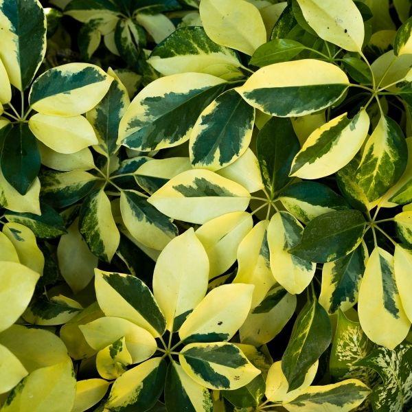 arboricola schefflera hedge Variegated Schefflera