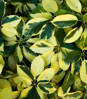 Variegated Schefflera