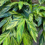 green and gold variegation on shell ginger tropical plant