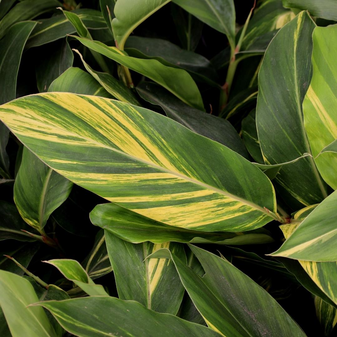 Shell Ginger Plan Buy Variegated Shell Ginger Plants | Garden Goods Direct