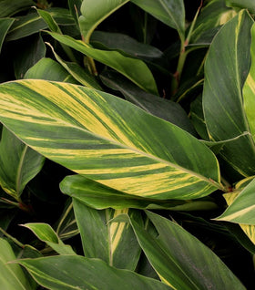 Variegated Shell Ginger Plant