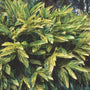 Variegated Shell Ginger Plants have wonderful large green and yellow striped leaves