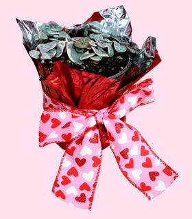 Variegated String of Hearts Plants