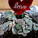 variegated string of hearts close up