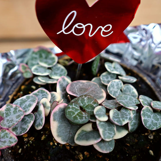 Variegated String of Hearts Plants for Sale Garden Goods Direct