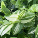 white and green striped foliage of the white wandering jew