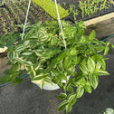 variegated white wandering jew in a hanging basket
