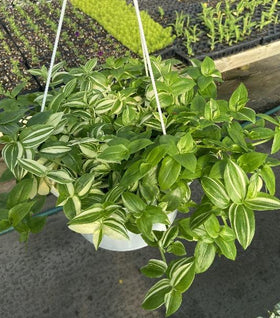 Variegated White Wandering Jew