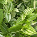Tradescantia fluminensis Albovittata cascading variegated foliage