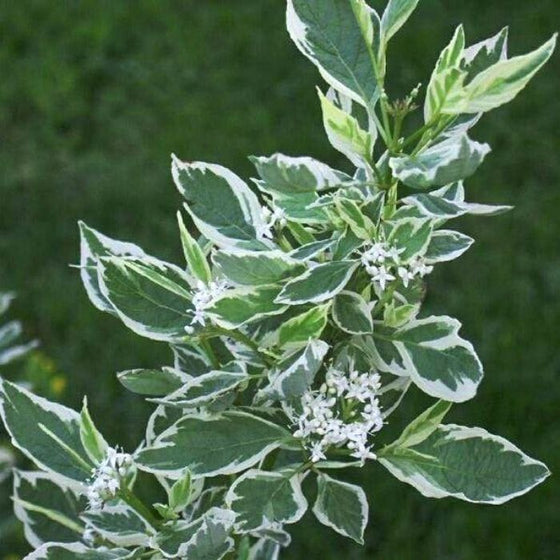 Vibrant green leaves with a layer of white on the dogwood variegated yellow twig