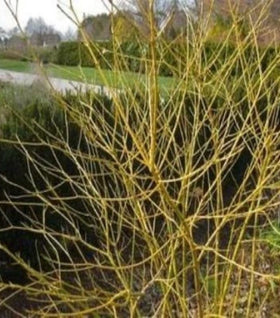 Variegated Yellow Twig Dogwood