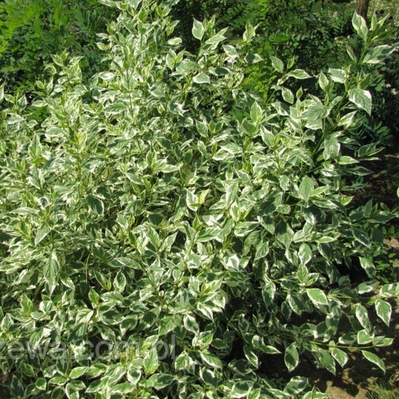 Buy Variegated Yellow Twig Dogwood | Garden Goods Direct