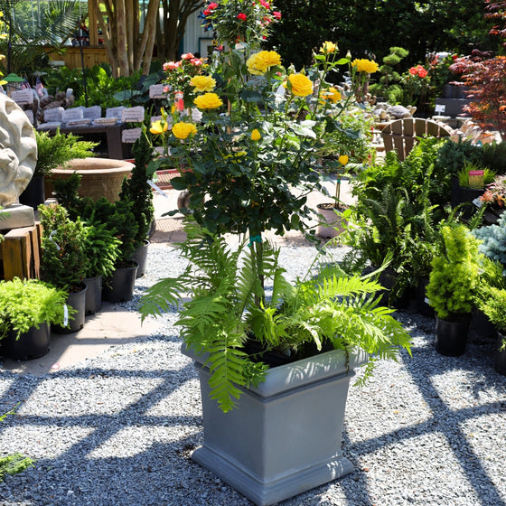 veranda sunbeam floribunda rose tree yellow blooms 