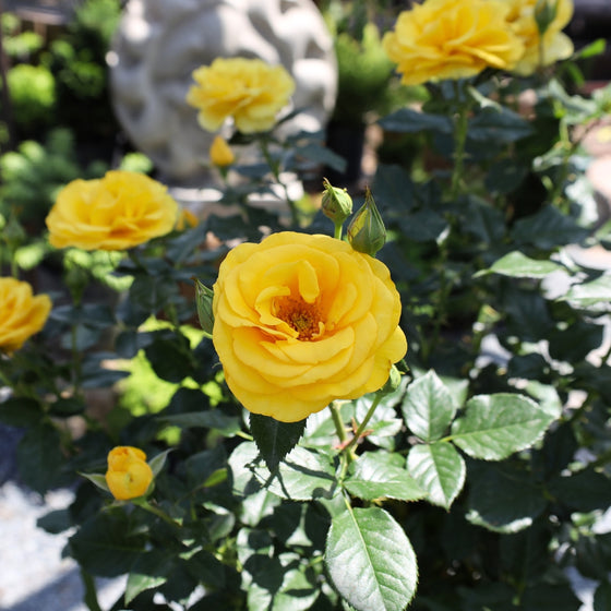 close up view of veranda sunbeam floribunda rose