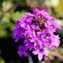Verbena Homestead Purple plants bring bright early spring color to the garden