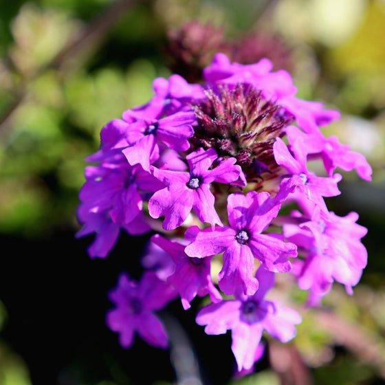 Verbena Homestead Purple plants bring bright early spring color to the garden