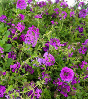 Verbena Homestead Purple